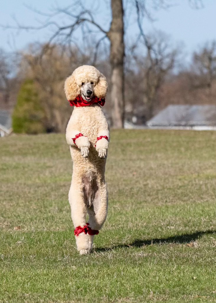Pappy the Poodle standing on his hind legs next to trainer Alex Rothacker