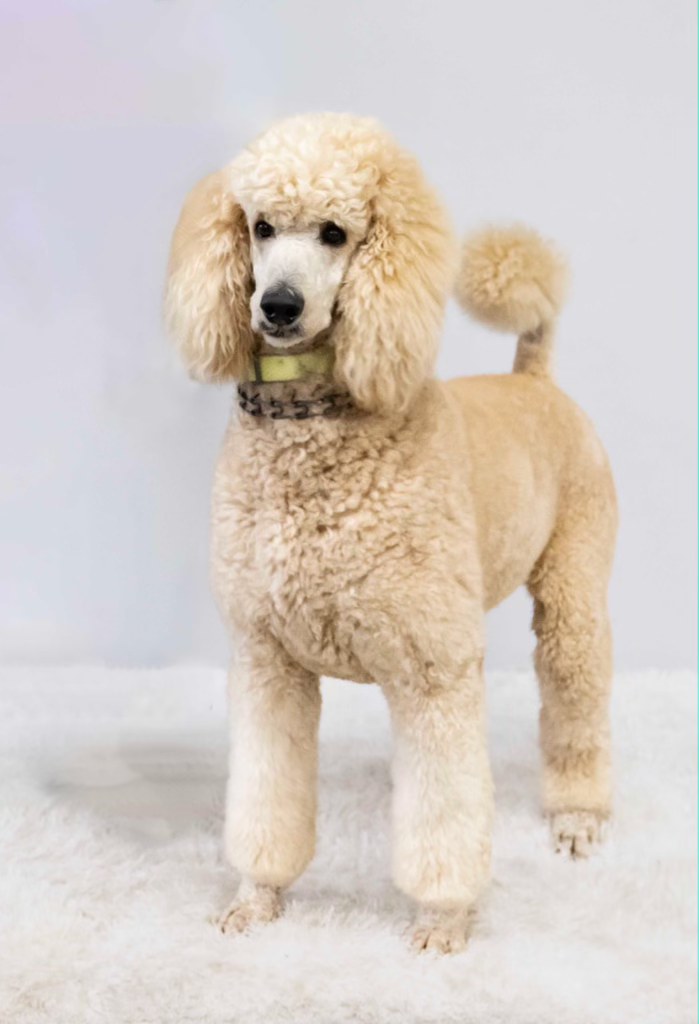 Pappy the Poodle walking on his hind legs